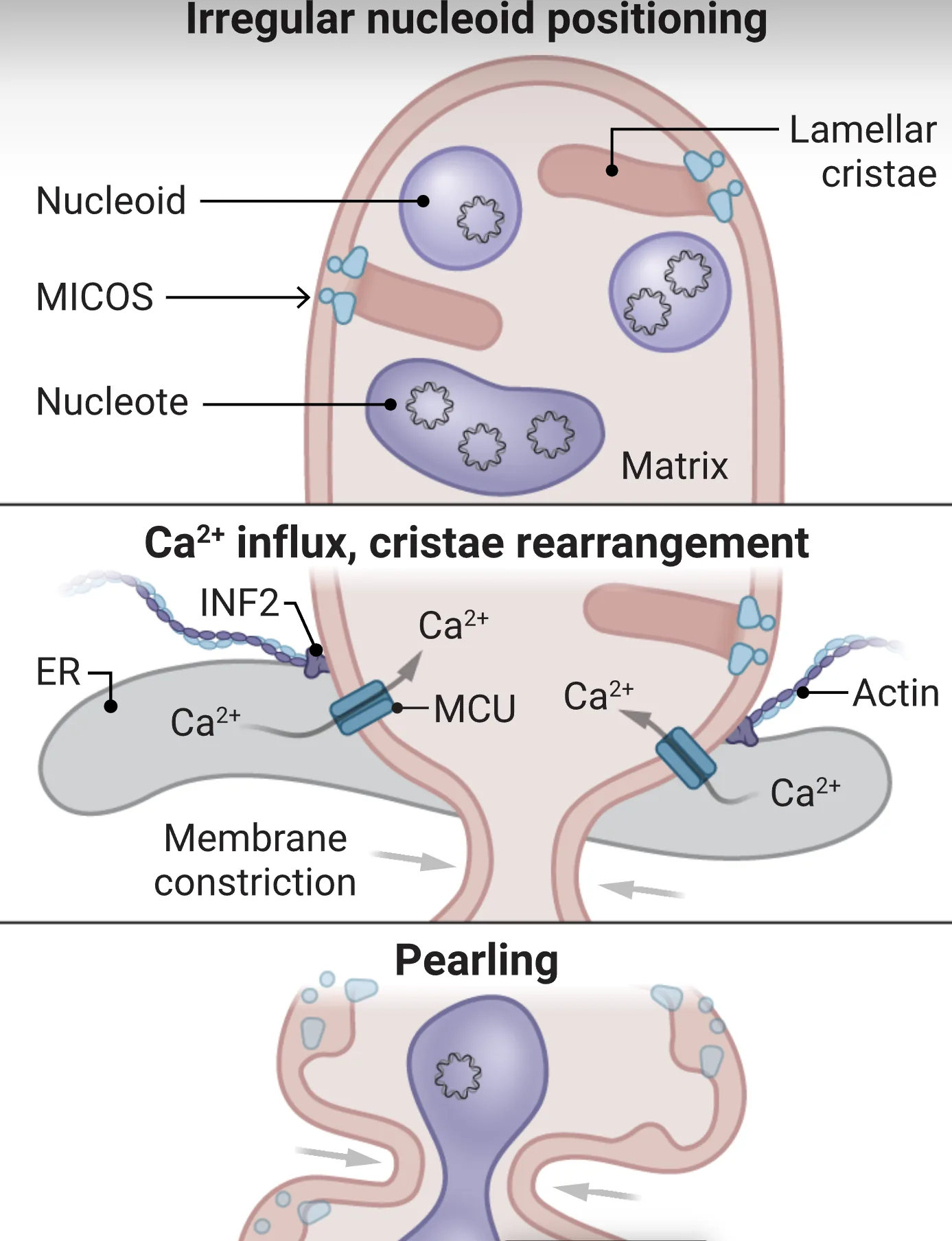 Science Perspective on pearling